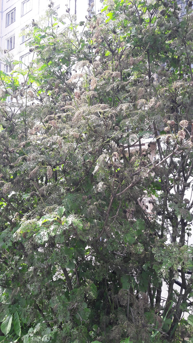 Фатальное повреждение калиновым листоедом. Растет на границе с оживленной улицей в конце квартала.