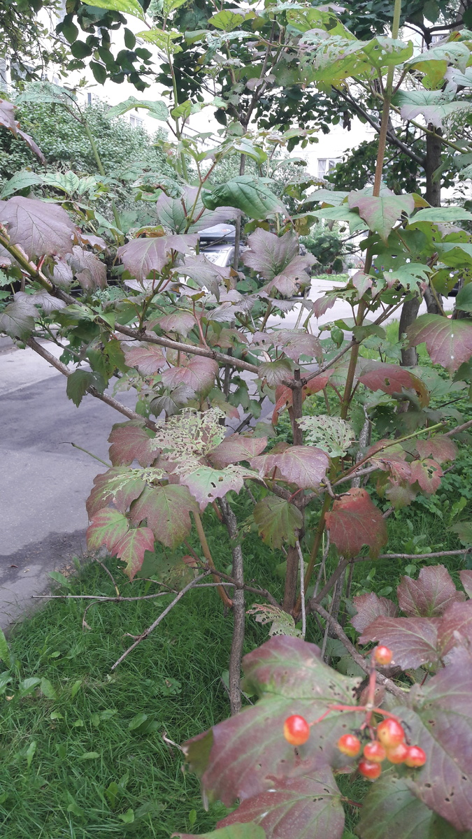 Калина обработана инсектицидом в начале заражения калиновым листоедом.  Растет у соседнего дома.