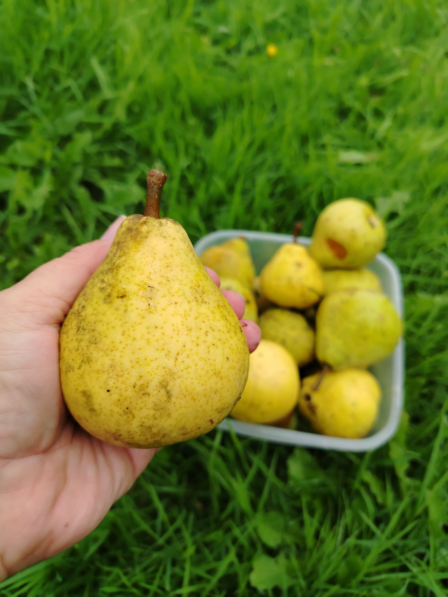 Поспевают и сразу падают.