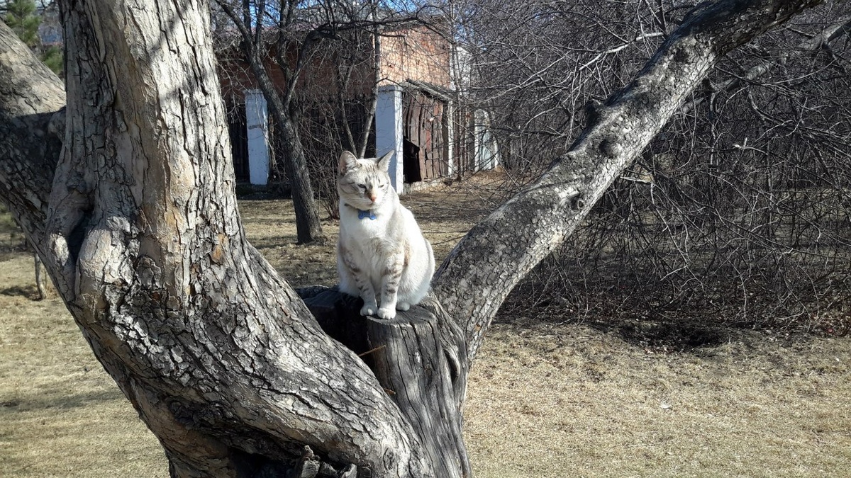 Котик с голубым бантиком из зоогалереи. Фото из моей социальной сети. 
