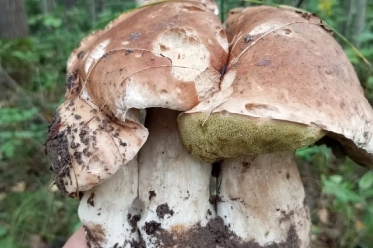    В Тверских лесах пошел слой белых, грибы растут парами и тройками