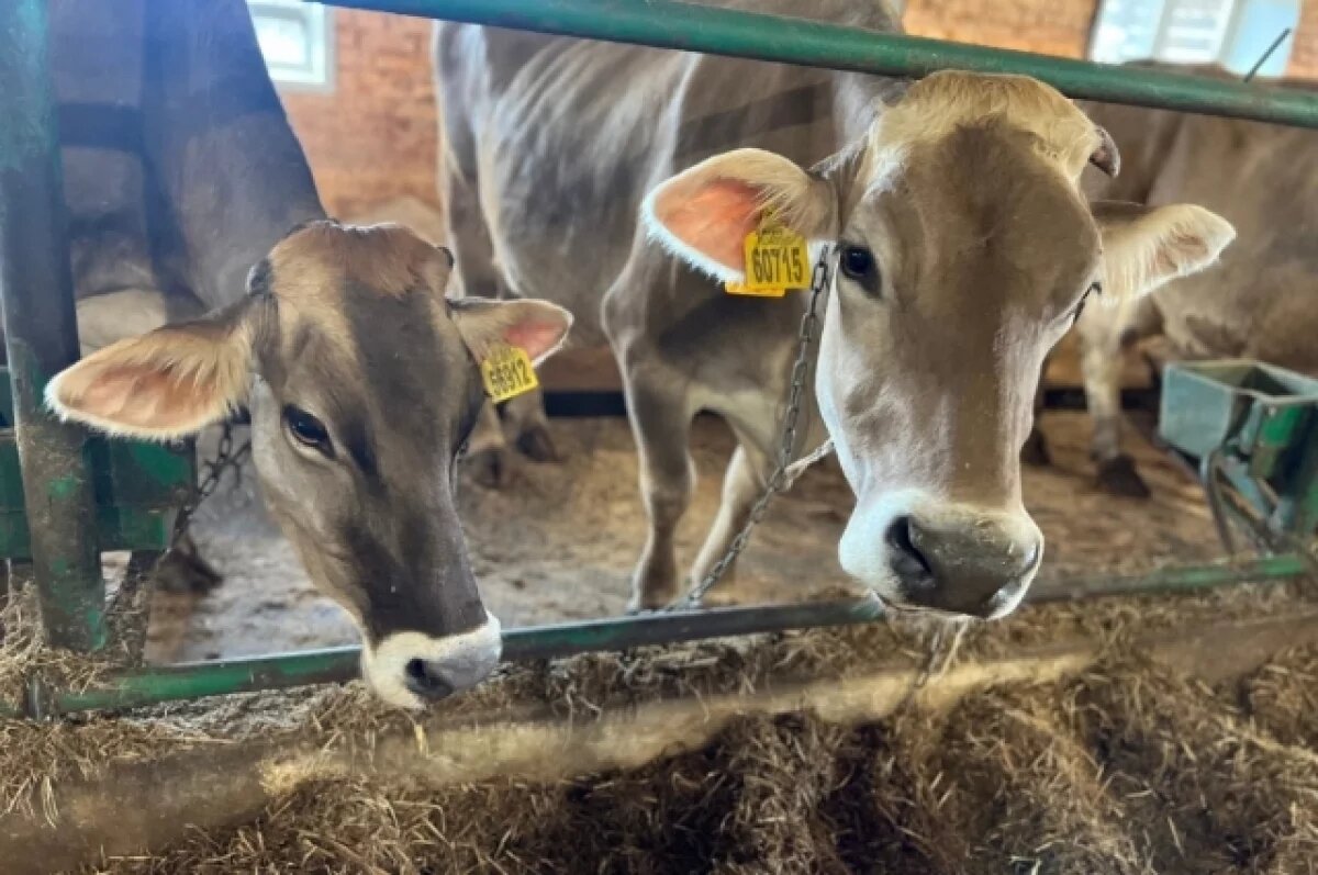    Забайкальским фермерам выделили 17 миллионов рублей на новую технику