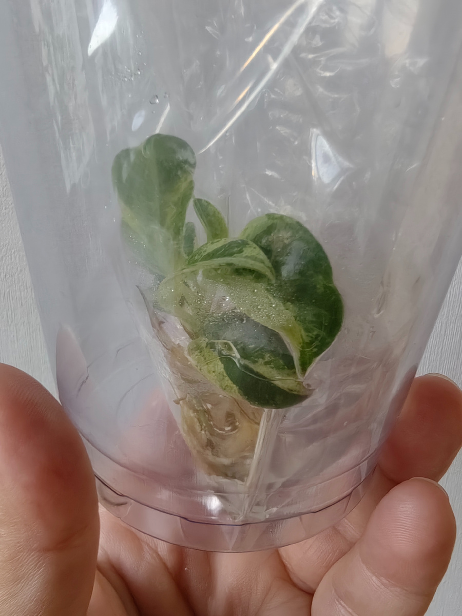 Клон фикуса. Фото автора.