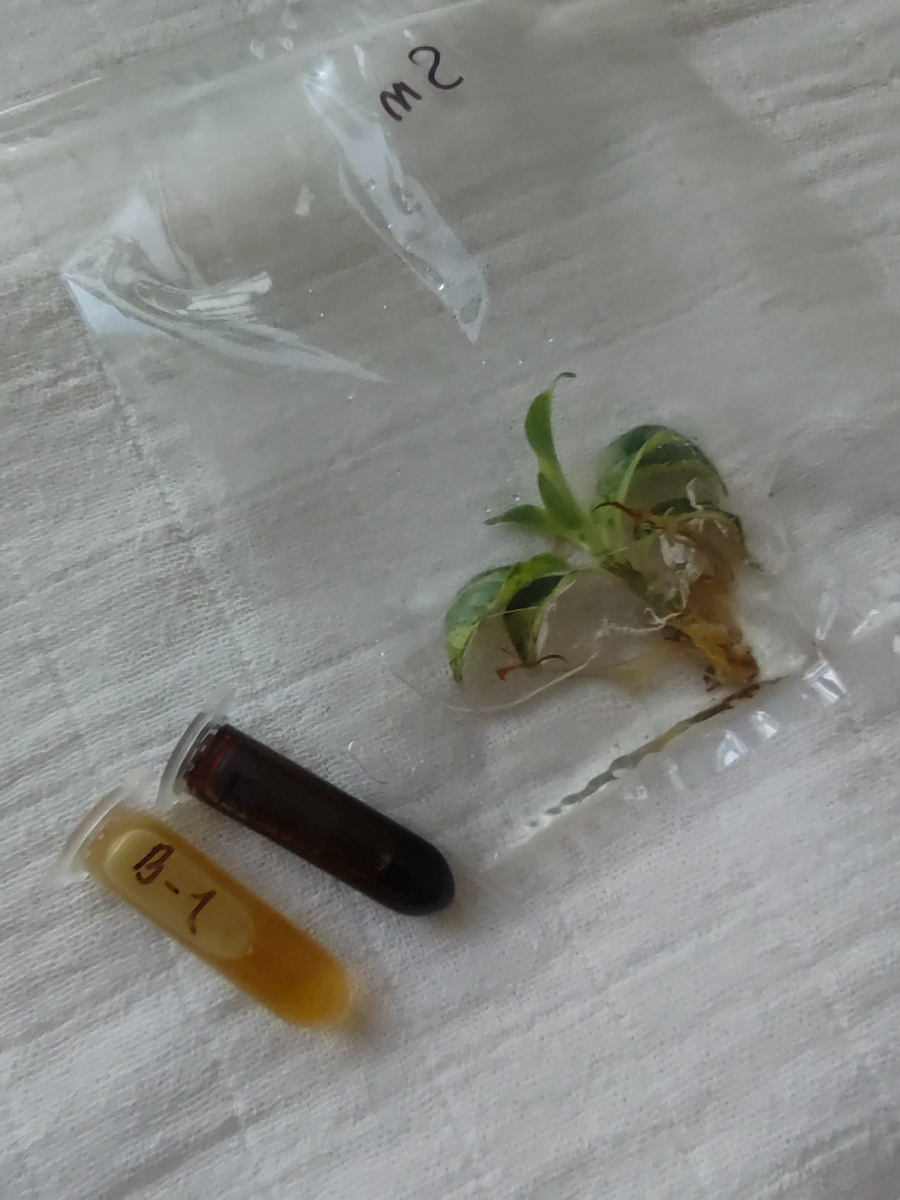 Клон фикуса и прпараты. Фото автора.