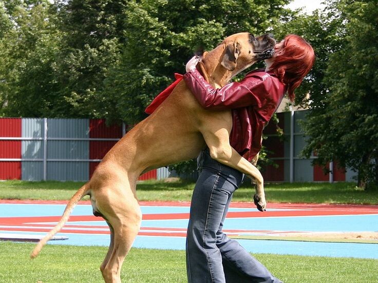 Причины поведения собаки — почему питомец прыгает на хозяина и гостей при встрече