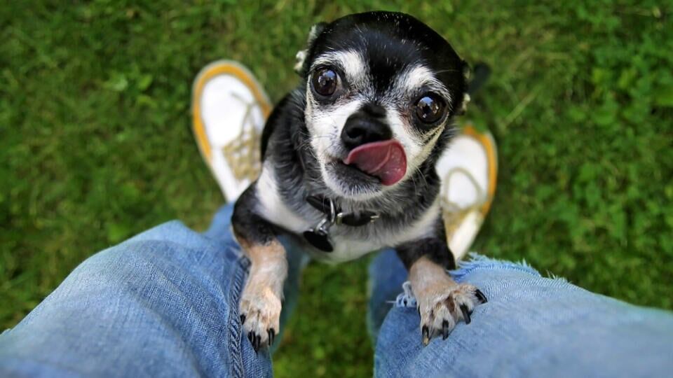 Как реагировать на прыжки собаки — методы положительного подкрепления и ошибки владельцев