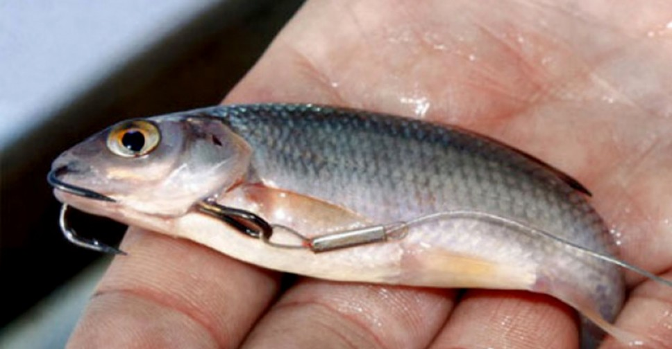 Фото с сайта: https://www.fishingsib.ru/social_media/record/115674/