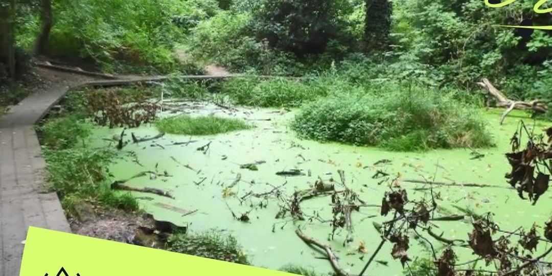 Вас всегда завораживали древние леса из «Властелина колец»?