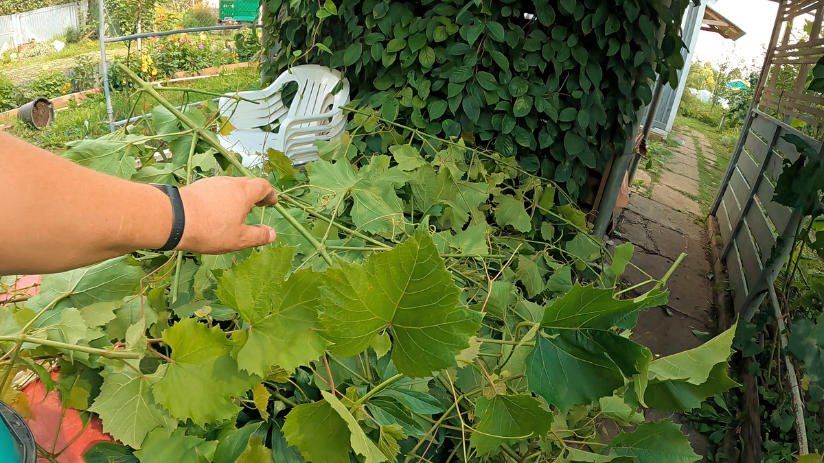 Нарвали листьев