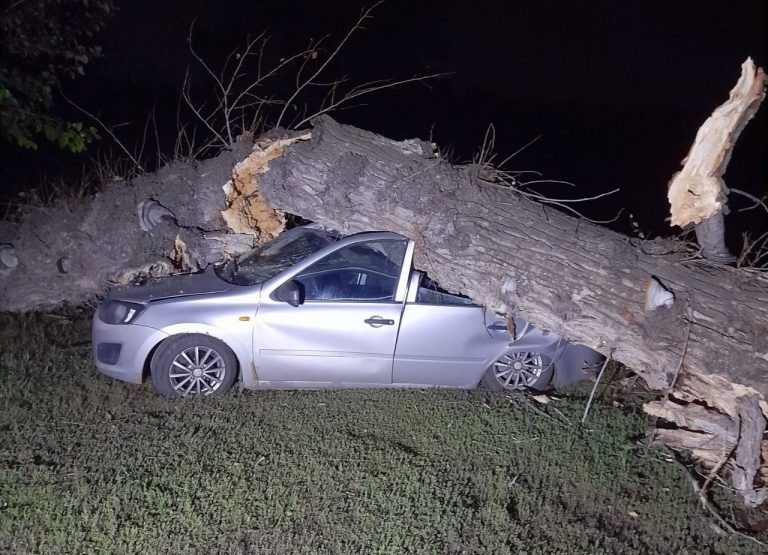    В Зауральной роще Оренбурга дерево упало на автомобиль Оренбуржье