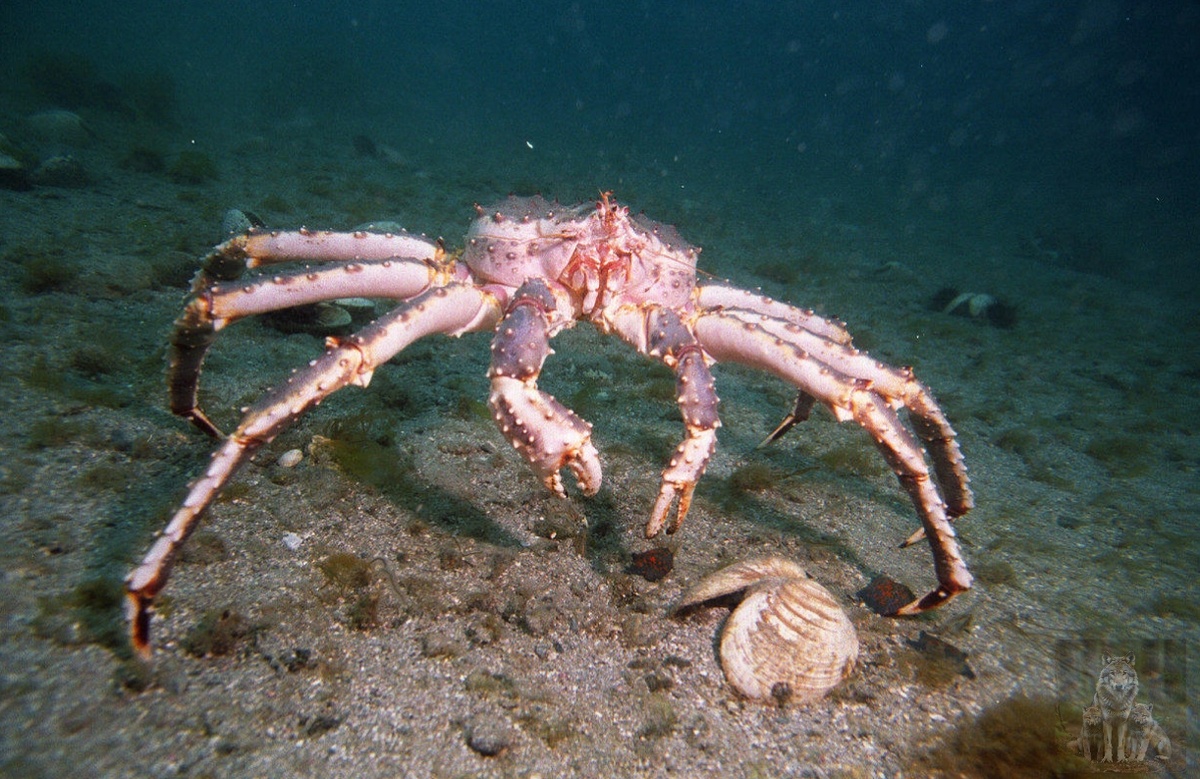 Этих моллюсков я щелкаю как вы семечки