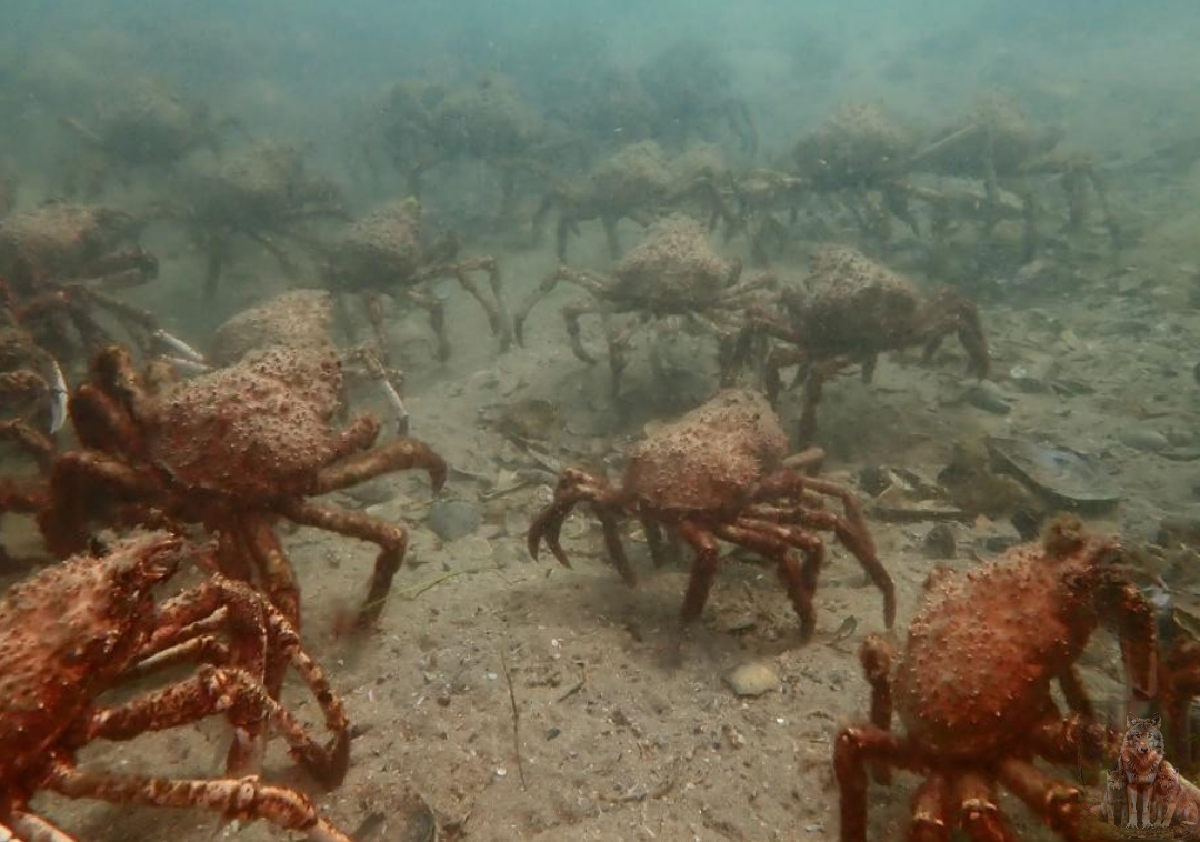 Пацаны давайте завоюем это море