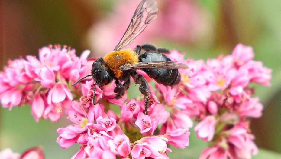    Пчела на цветах гречихи. Автор фото: Егор Алеев / ТАСС