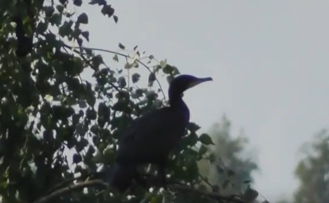    © Комитет по охране, контролю и регулированию использования объектов животного мира Ленинградской области