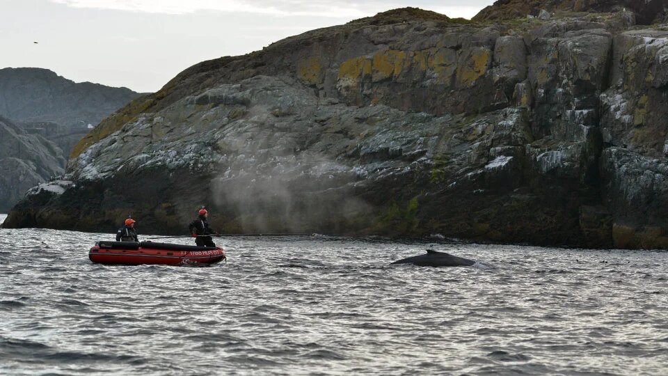 Срезание сети с кита. Фото: Клуб «Бумеранг»