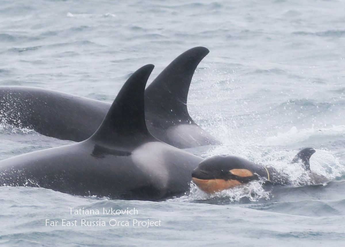 Фото: Tatiana Ivkovich / Far East Russia Orca Project