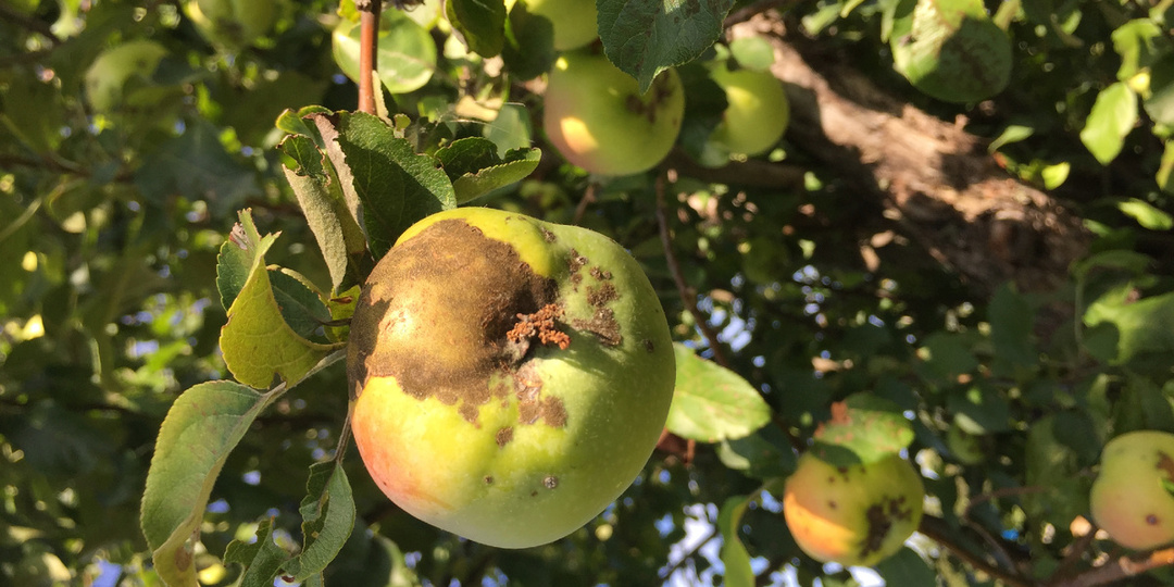 Парша яблони в конце августа, что важно сделать сейчас