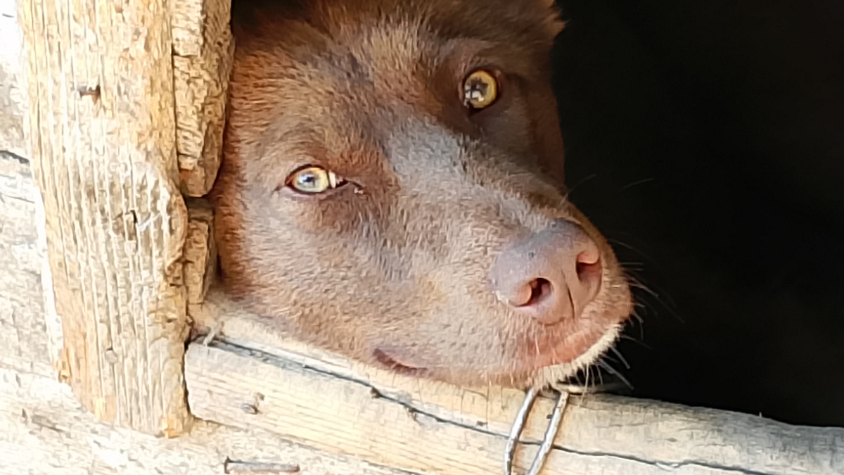 Утро у Мишки 