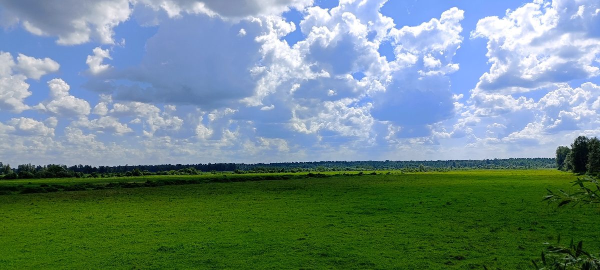 Вид, открывающийся со смотровой вышки. У того леса, что вдалеке, пасутся тарпаны.