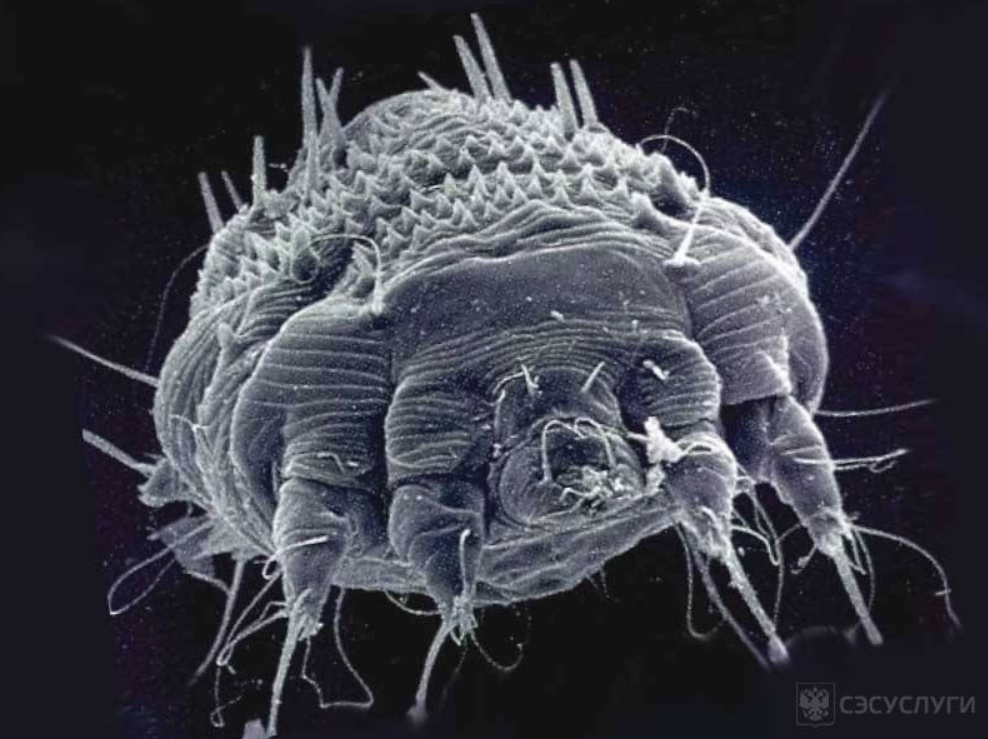 На чесоточного клеща смотреть даже неприятно. Так его ещё и спасать нужно!?