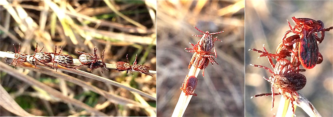 Эта статья абсолютно точно не проплачена клещами.