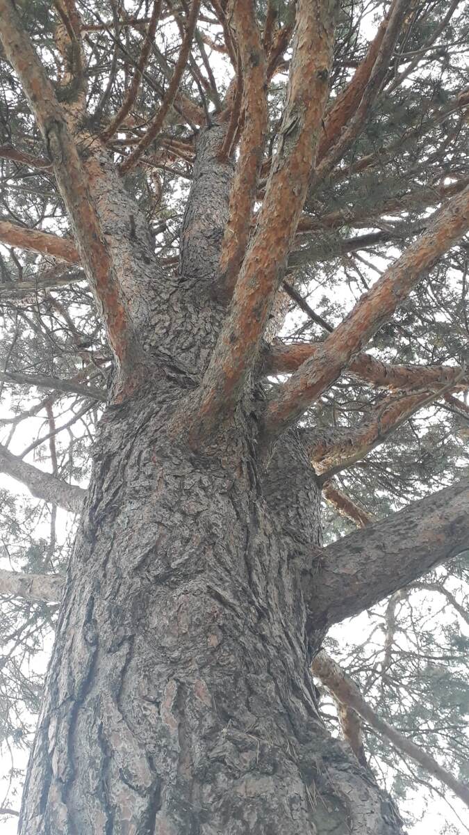 Сахалин парк