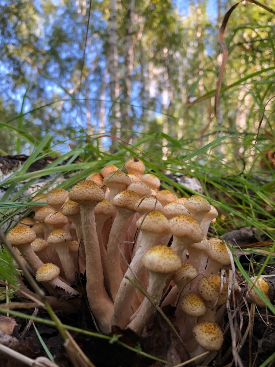    Опята массово пошли в лесах Алтайского края. Источник: Грибы и Грибники Алтайского края / Vk.com