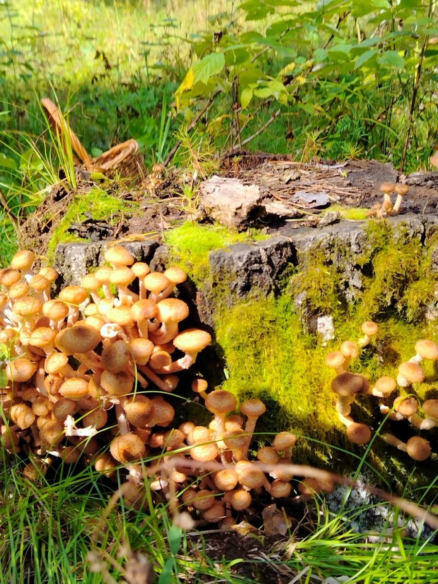    Опята массово пошли в лесах Алтайского края. Источник: Грибы и Грибники Алтайского края / Vk.com