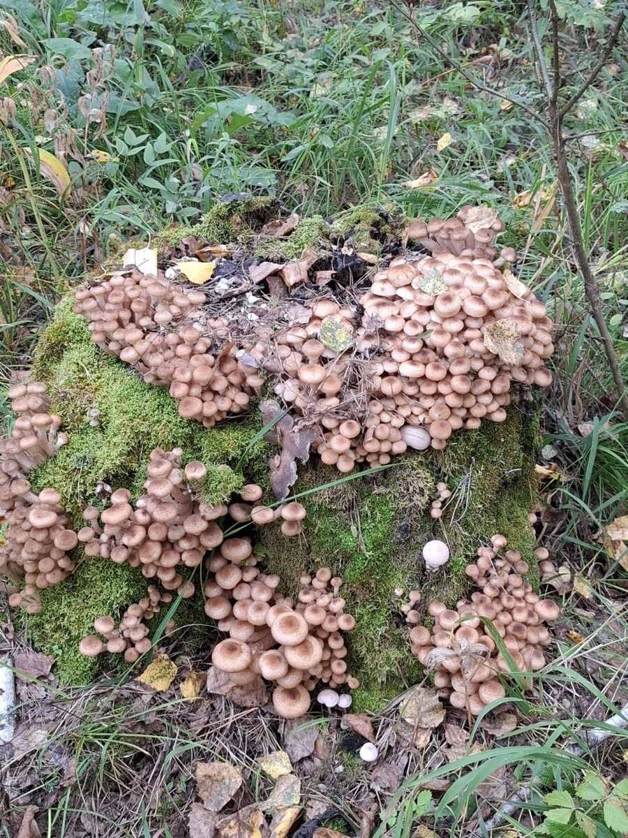    Опята массово пошли в лесах Алтайского края. Источник: Грибы и Грибники Алтайского края / Vk.com