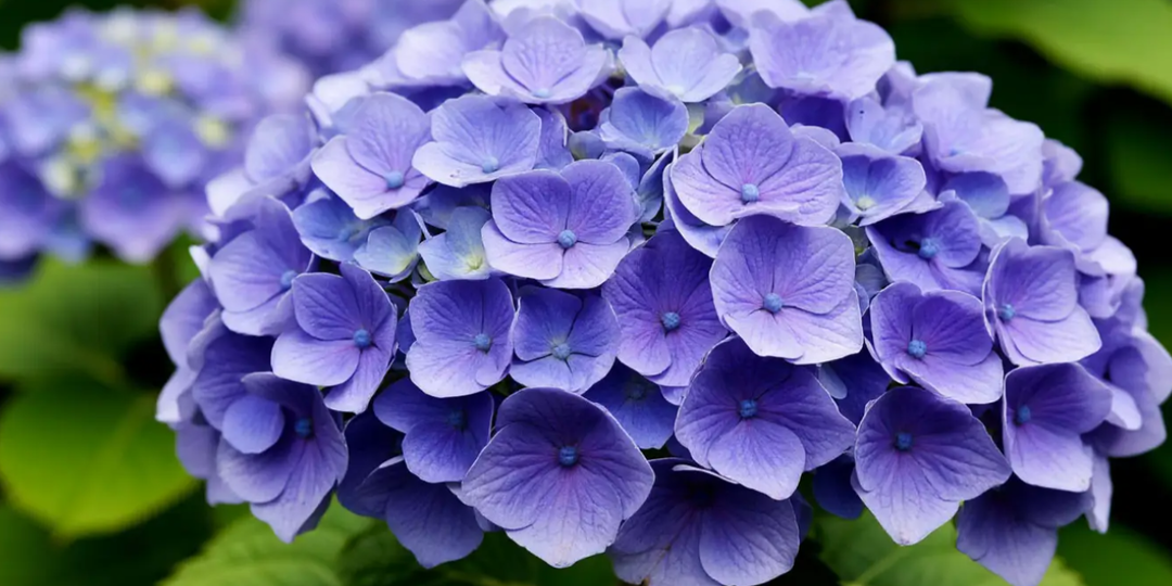 Подкормка гортензий по видам: почему одним нужна кислая почва, а другим вредна