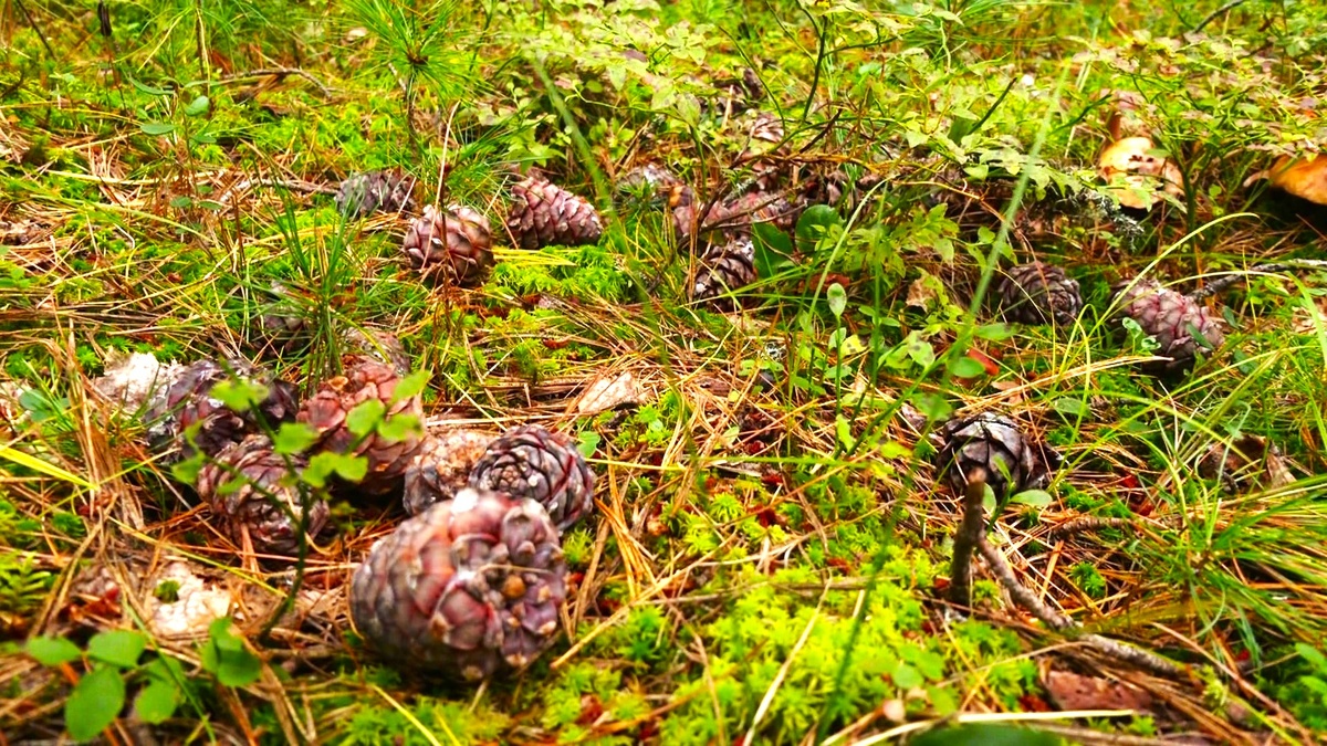    В Югре задержали двоих шишкарей-браконьеров