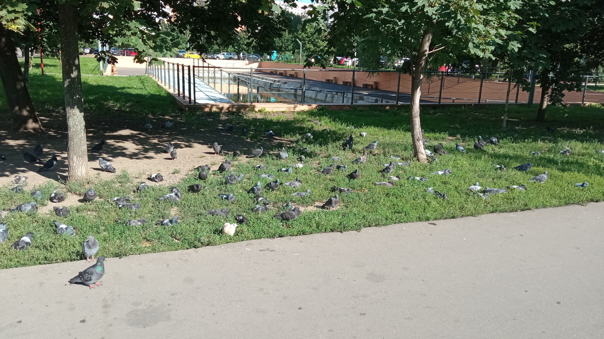 Голуби греются 