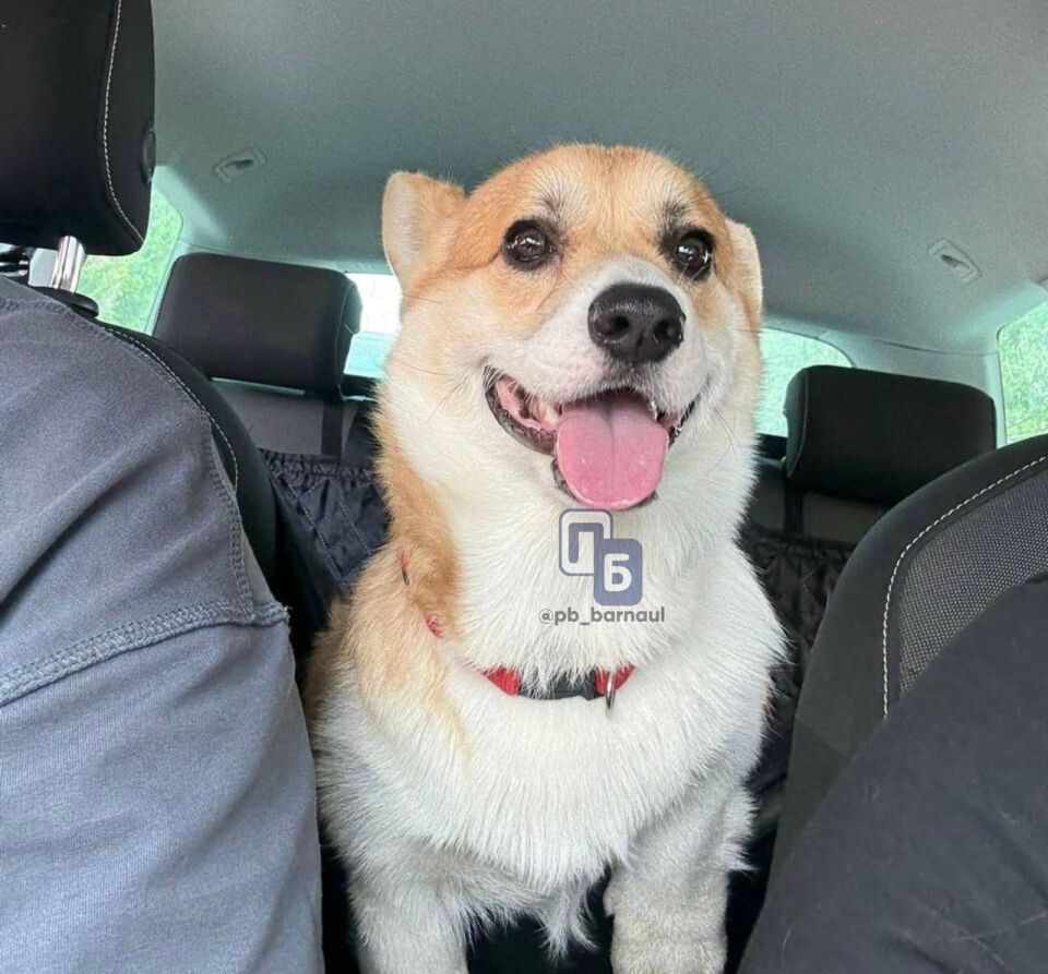    В Барнауле мальчик на велосипеде наехал на щенка корги. Источник: "Подслушано Барнаул" / t.me