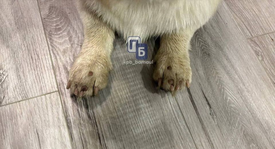    В Барнауле мальчик на велосипеде наехал на щенка корги. Источник: "Подслушано Барнаул" / t.me