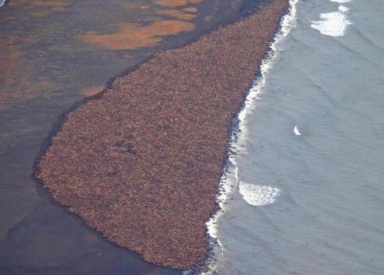 Уникальное фото: 35 тысяч моржей бегут в панике