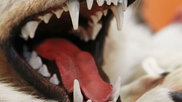    © РИА Новости . Мария Девахина