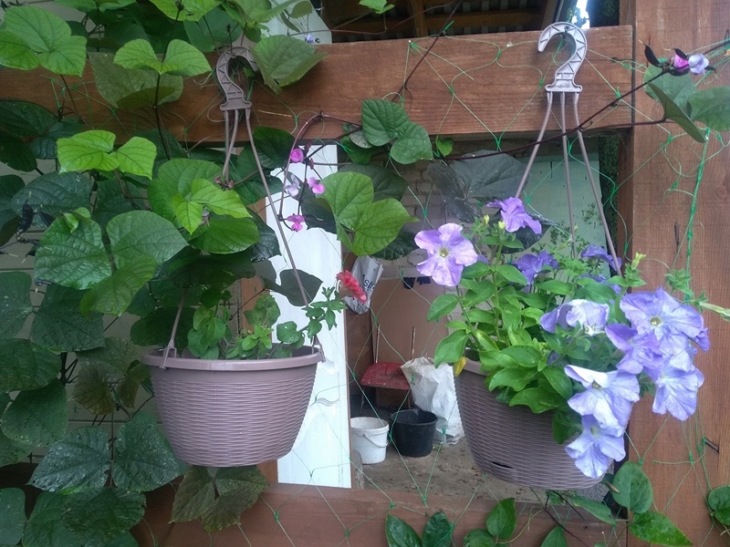 Петуния «Аладдин небесная лазурь». в подвесном кашпо справа в августе.