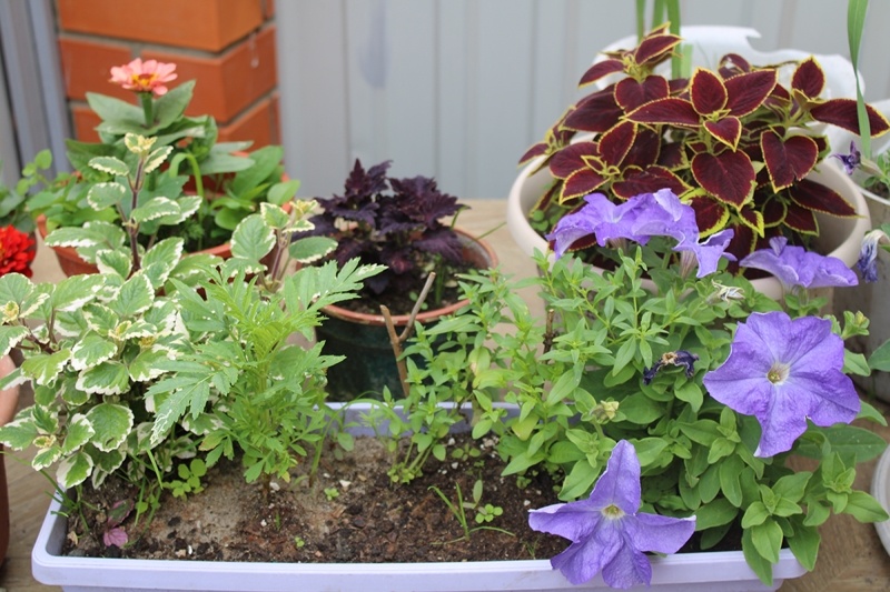Петуния в цветочном ящике