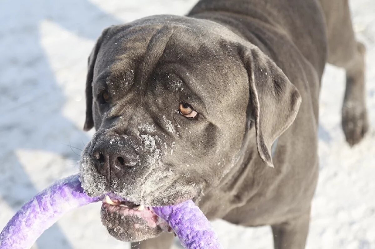    Свыше тысячи собак зарегистрировали в Рязанской области за год