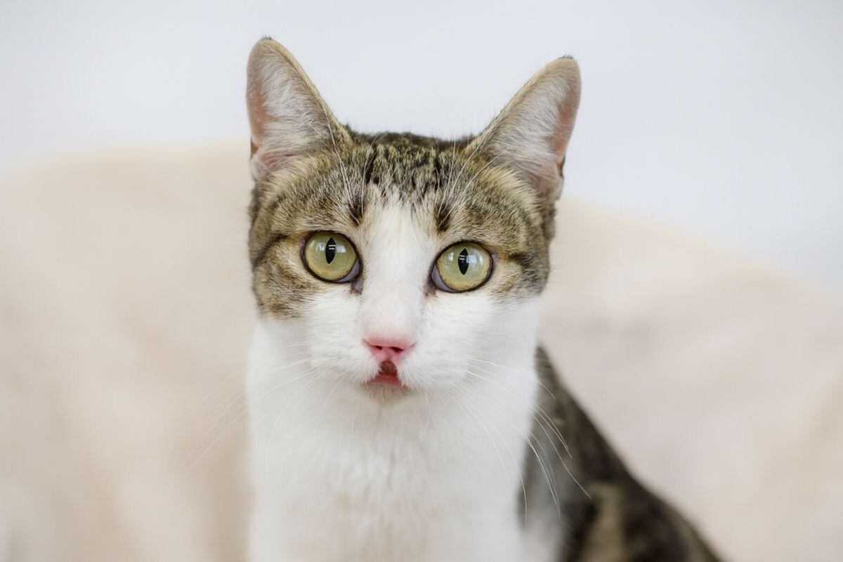 Заячья губа у кошки 