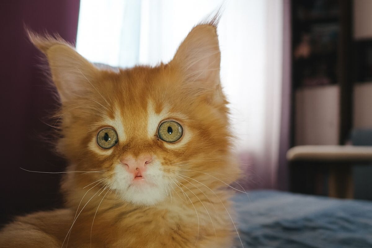 Заячья губа у котёнка 