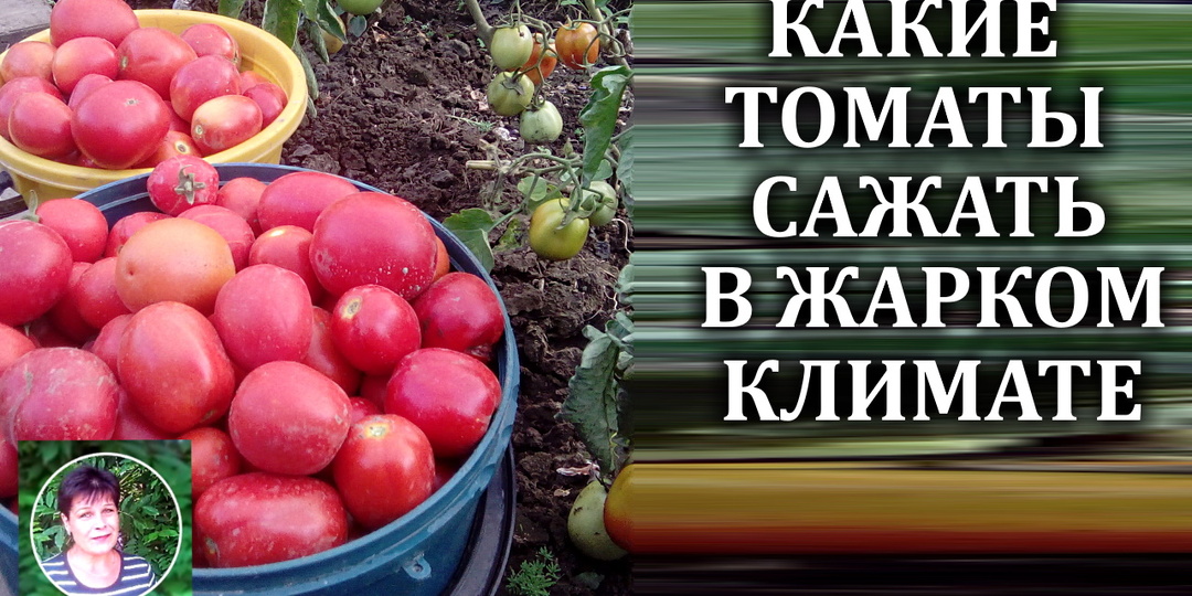 Какие томаты выращивать в условиях жаркого юга на стабильный урожай.