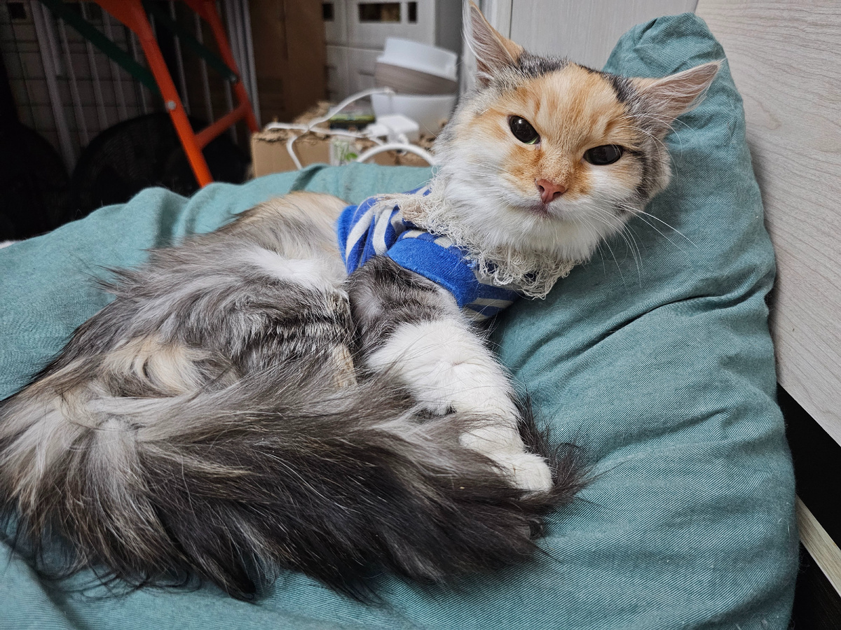 Фото автора. Фасолька болеет фип. Ей нужен gs. У нее проблемы с почками, эсперовир ей не подходит.