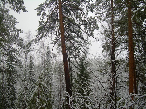 Фотографии Татьяны Немшановой. Никольская метель в тайге Крайнего Севера ХМАО Югра Зауралье Приполярный Урал. 21 мая. Майская метель.