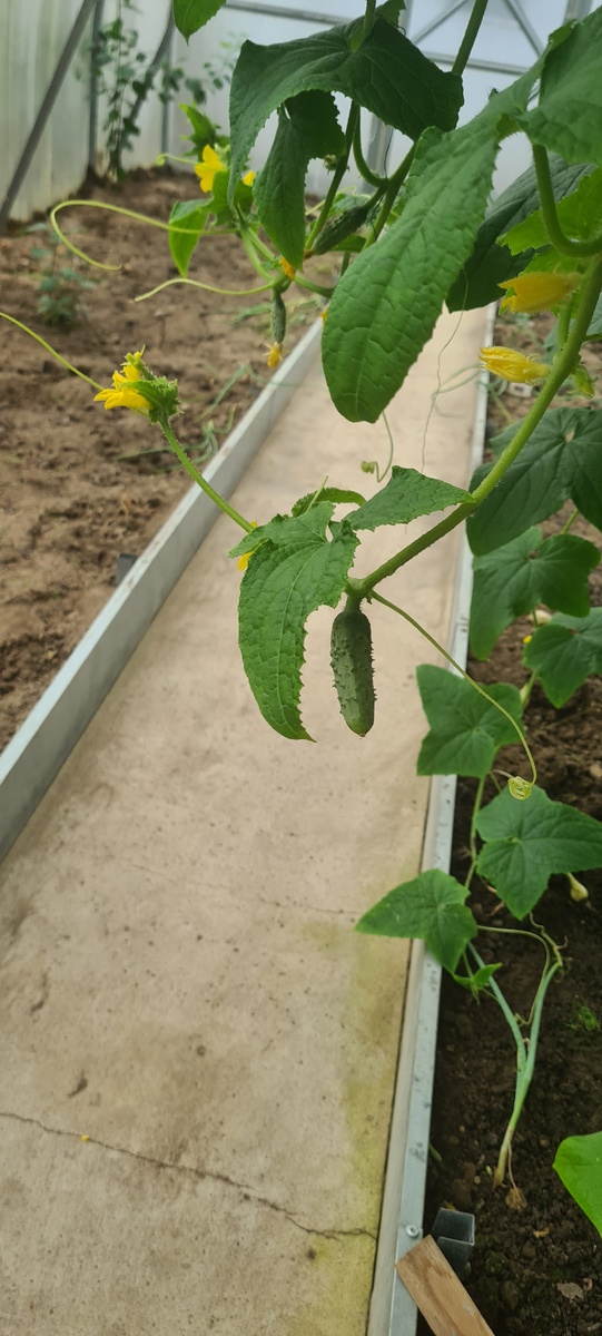 В теплице остались только огурцы. 