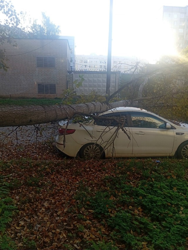 Не повезло. На машину в Твери упало дерево