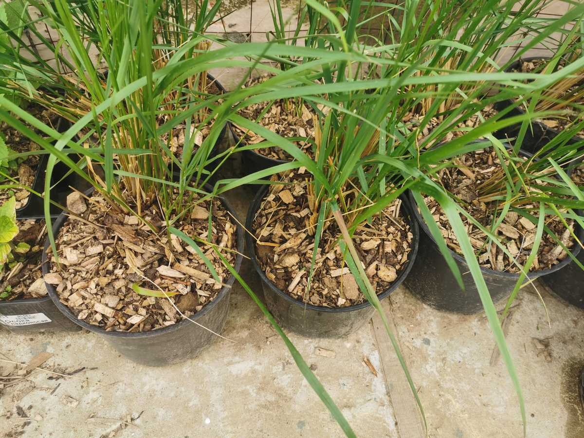 Вейники после деления ждут свой цветник