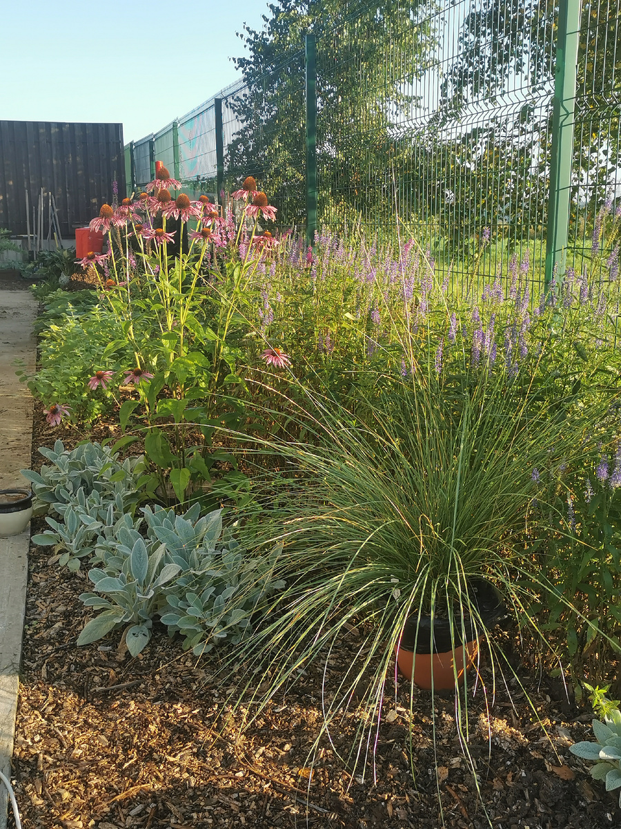 Овсянница Мэра всем хороша, но перегородила половину дорожки. Диаметр куста 2 лет 90 см. Это я ее еще поделила весной