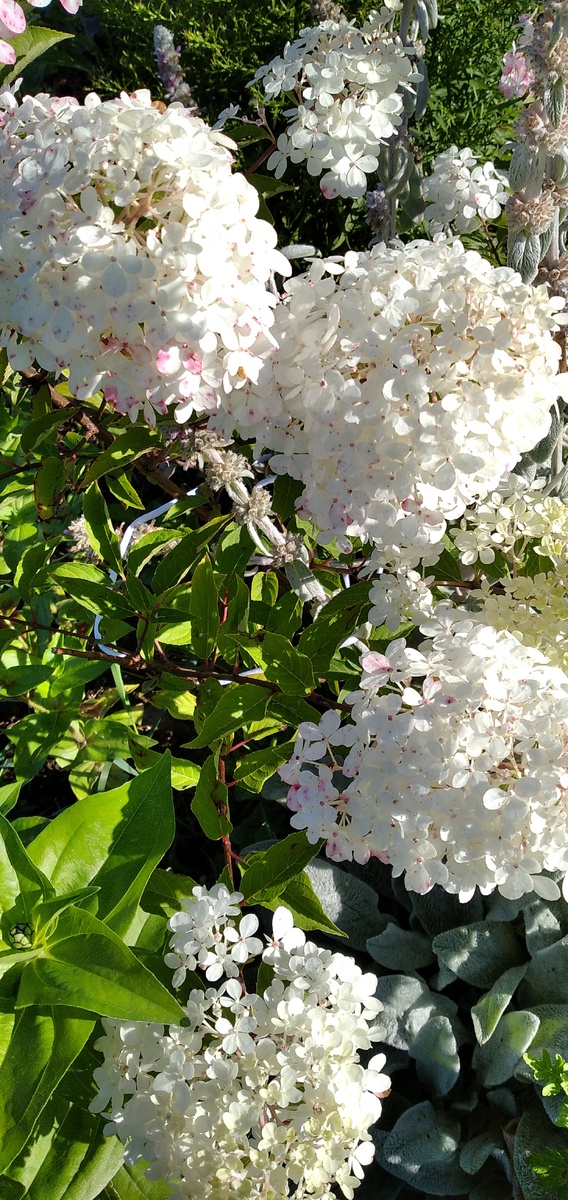 Гортензия метельчатая Ванила фрайз.