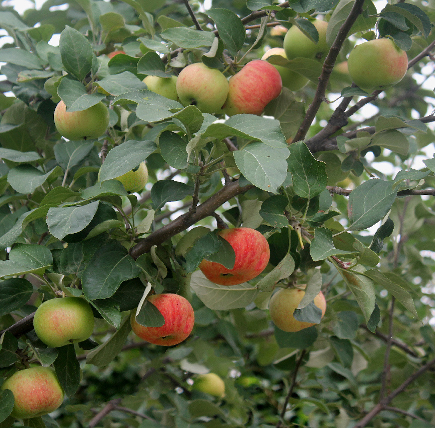 яблоня Антоновка десертная